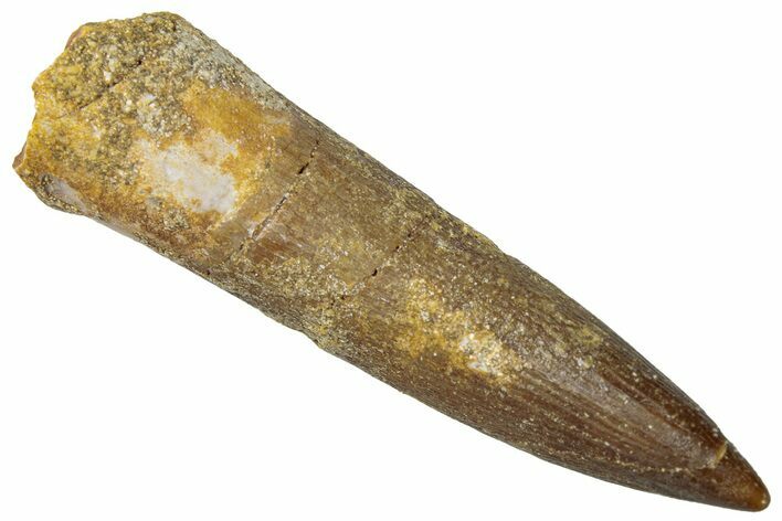 Fossil Plesiosaur (Zarafasaura) Tooth - Morocco #298292